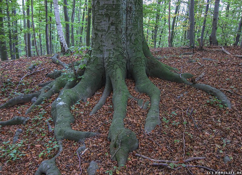 Harz Bilder vom Lichtenstein Mächtige Baumwurzeln auf